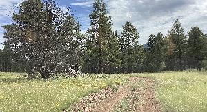 IMG_0010.jpg
