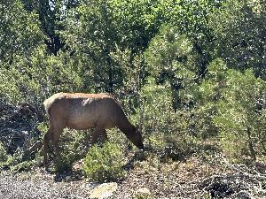 IMG_2455.jpg
