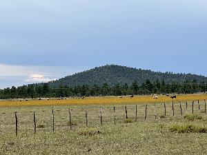 IMG_2525.jpg